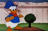 donald-kacsa - Méreten felüli