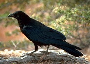 A fekete madár népmese