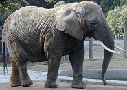 A nyúl és az elefánt mese