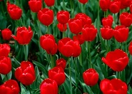 A tulipánná változott királyfi népmese