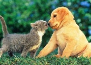 Kutya-macska barátság mese